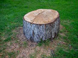 Best Tree Trimming and Pruning  in Lamont, CA