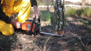 Best Grass Overseeding  in Lamont, CA