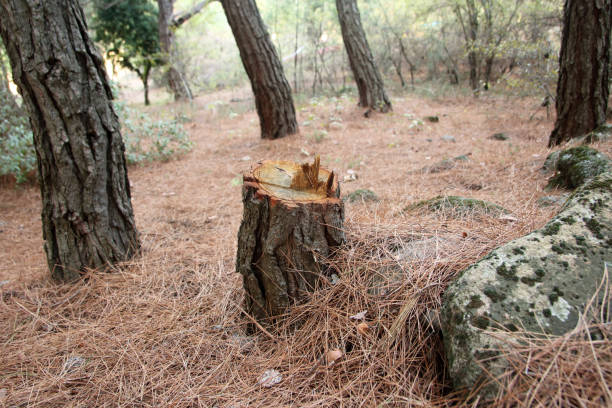 Best Hazardous Tree Removal  in Lamont, CA
