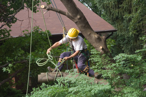 Best Emergency Tree Removal  in Lamont, CA