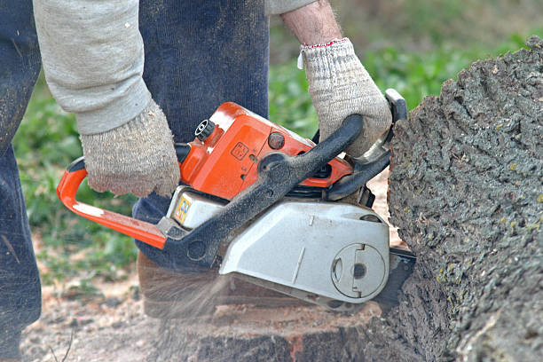 Best Tree Preservation Services  in Lamont, CA