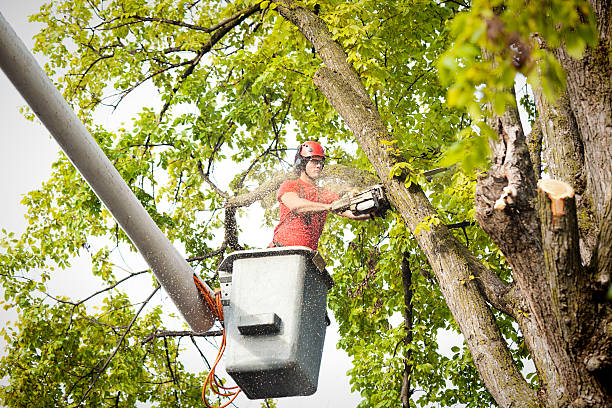 How Our Tree Care Process Works  in  Lamont, CA