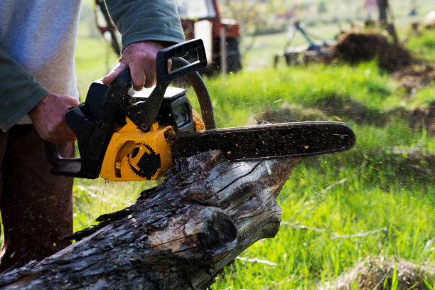 Best Lawn Maintenance Plans  in Lamont, CA