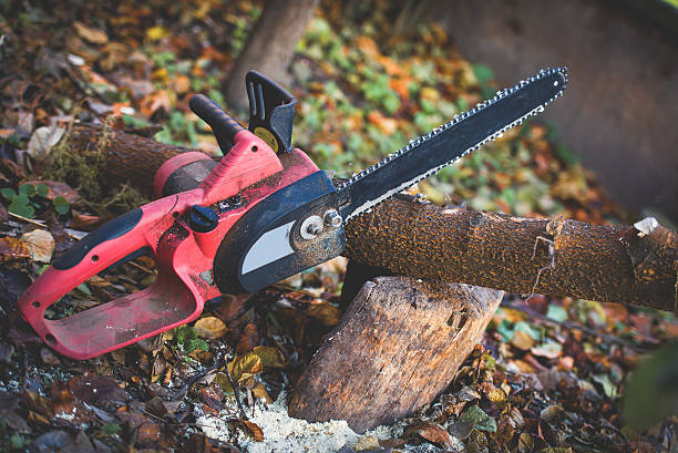 Best Tree and Shrub Care  in Lamont, CA