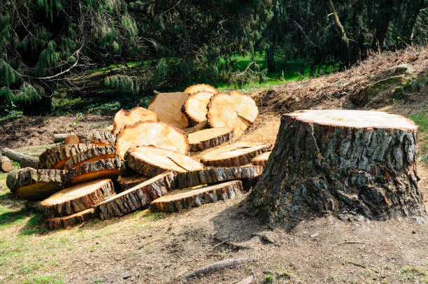 Trusted Lamont, CA Tree Care Experts